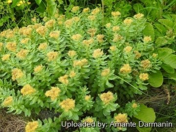 Rhodiola rosea