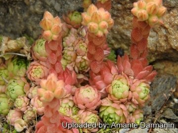 Rosularia sempervivum subs. libanotica