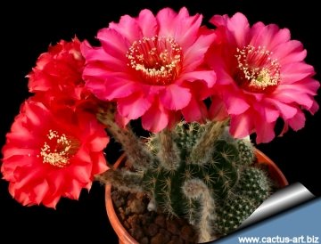 Echinopsis cv. Hot Lips