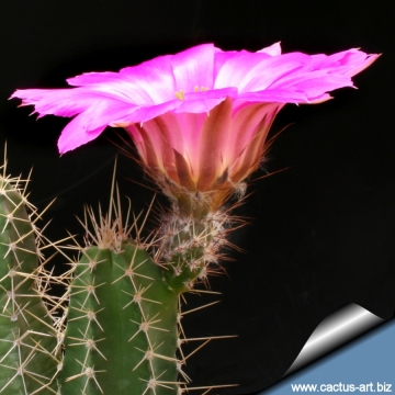 Echinocereus pentalophus subs. leonensis