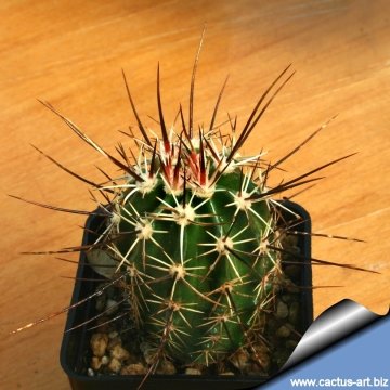 Echinocereus engelmannii var. variegatus