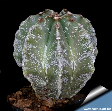 Astrophytum hybrid MY-OR (A. myriostigma x A. ornatum)