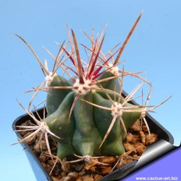 х Ferobergia sp. ( Ferocactus spp. x Leuchtenbergia )