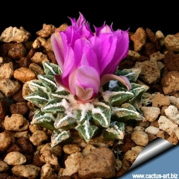 Ariocarpus kotschoubeyanus var. elephantidens