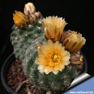 Pediocactus despainii