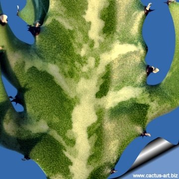 Euphorbia lactea
