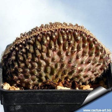 Copiapoa humilis subs. tenuissima f. cristata