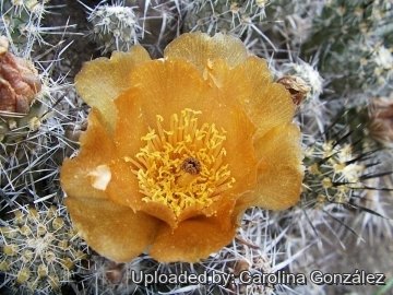 Pterocactus australis