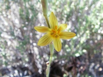 Sisyrinchium arenarium