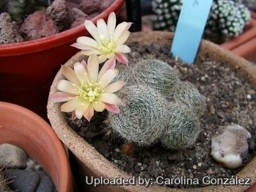 Rebutia cv. sunrise