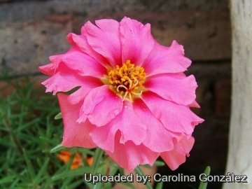 Portulaca grandiflora