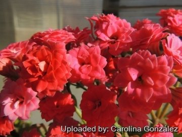 Kalanchoe blossfeldiana