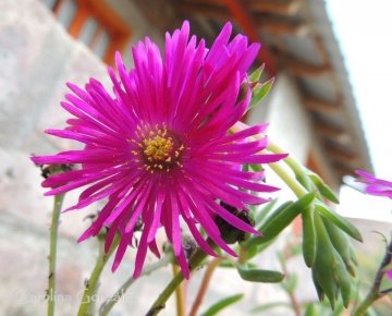 Lampranthus roseus