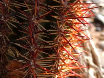 Austrocactus patagonicus