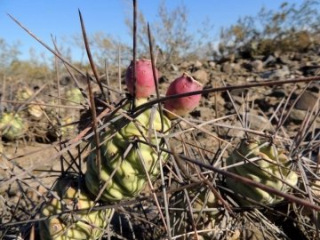 Tephrocactus aoracanthus