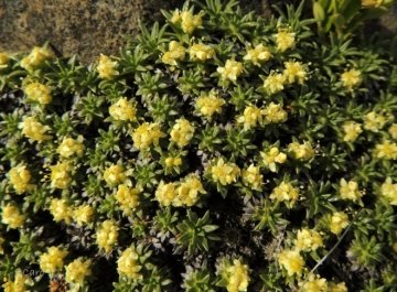 Azorella monantha