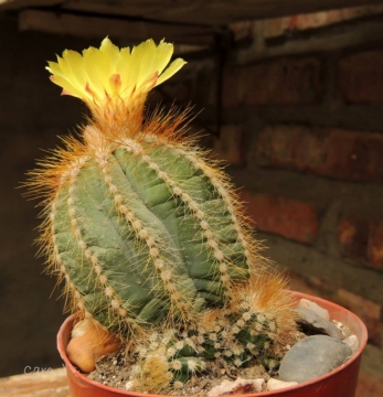 Parodia warasii