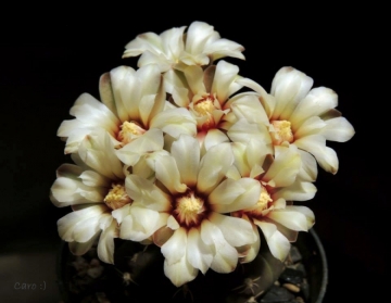 Gymnocalycium quehlianum