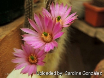 Echinocereus poselgeri