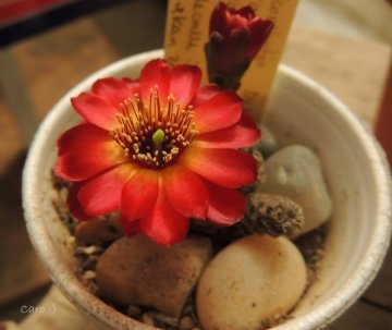 Sulcorebutia callecallensis