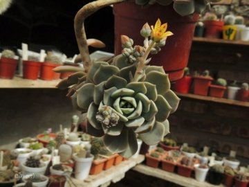 х Graptoveria cv. Titubans