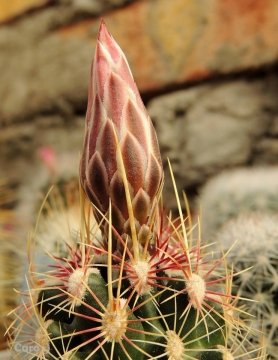 Thelocactus bicolor