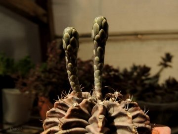 Gymnocalycium mihanovichii