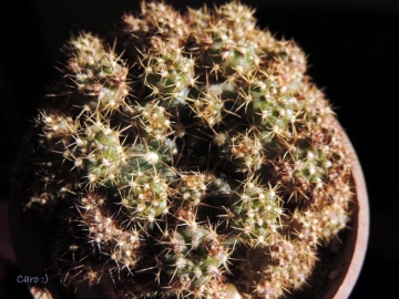 Gymnocalycium anisitsii subs. multiproliferum