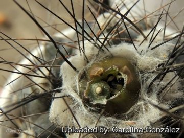 Copiapoa humilis