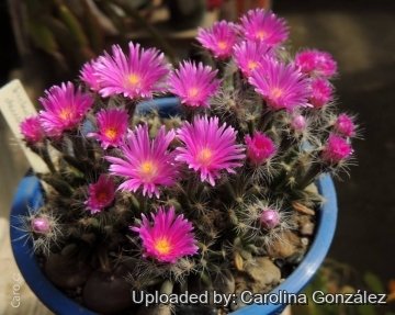 Trichodiadema densum