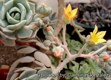 х Graptoveria cv. Titubans