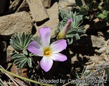 Oxalis adenophylla