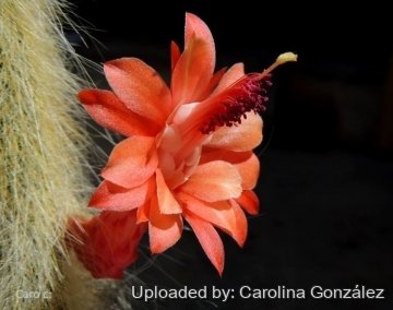 Cleistocactus winteri subs. colademononis