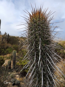 Echinopsis chiloensis subs. litoralis