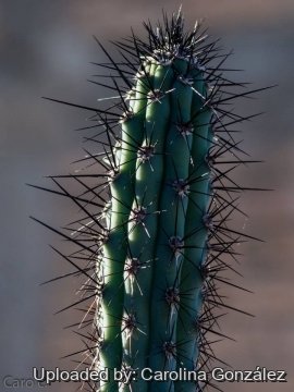 Cereus aethiops