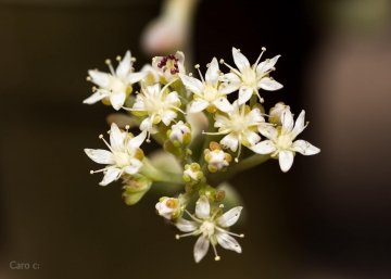 Sedum clavatum