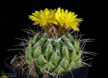 Thelocactus conothelos f. aureiflora
