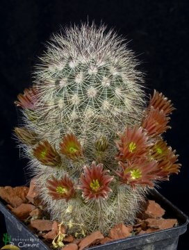 Echinocereus russanthus