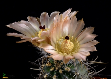 Austrocactus bertinii