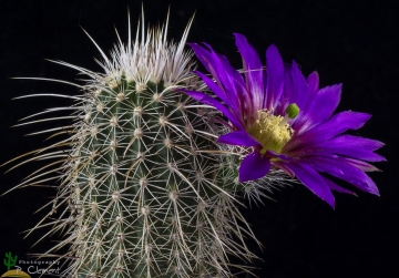 Echinocereus fasciculatus var. boyce-thompsonii