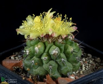 Copiapoa montana