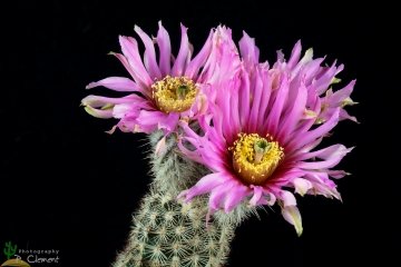 Echinocereus reichenbachii subs. fitchii