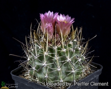 Sclerocactus whipplei