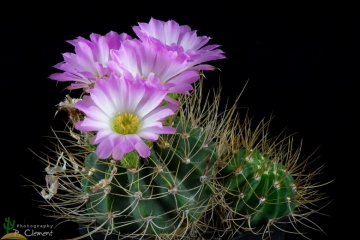 Acanthocalycium spiniflorum f. violaceum