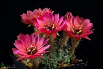 Echinopsis saltensis subs. schreiteri