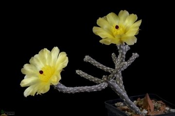Pterocactus tuberosus