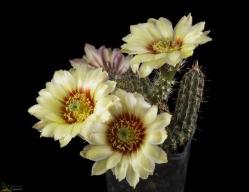 Echinocereus papillosus var. angusticeps