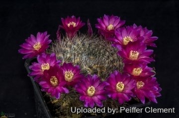 Sulcorebutia steinbachii f. bicolorispina