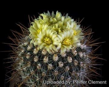 Stenocactus vaupelianus