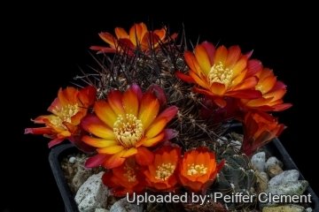 Rebutia steinbachii
